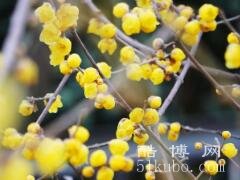 冬天适合种什么花：月季/杜鹃花等/好看好养（花语幸福永远属于你）