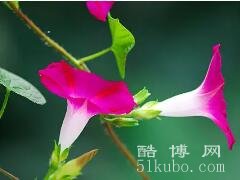 秋天适合种什么花：适合种植桂花/满天星等(好养不娇气)