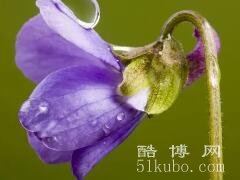 春天适合种什么花：向日葵（适合春天种植的花及花语寓意解析）