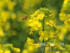 油菜花的寓意和花语：顽强坚韧/节节高/象征着收获及加油鼓励