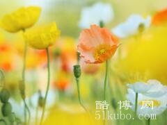 高冷干净的网名推荐：寂寞的花哨（最新女生昵称50个）