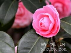 山茶花花语及含义：谦让-纯真/让你读懂山茶花的情感世界