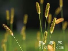 尾巴草的花语：暗恋/不被理解/艰难的爱等（寓意思念和希望）