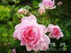 蔷薇的花语和寓意：爱情的代表/美丽的象征（寓意热情和浪漫）