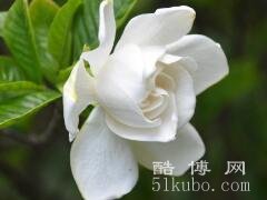 栀子花的花语和寓意：纯洁高贵/爱情和思念(古代被誉为贵族女性的象征)