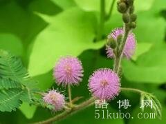 含羞草的花语寓意：代表柔情、温馨、浪漫/象征着谦逊谨慎的品质